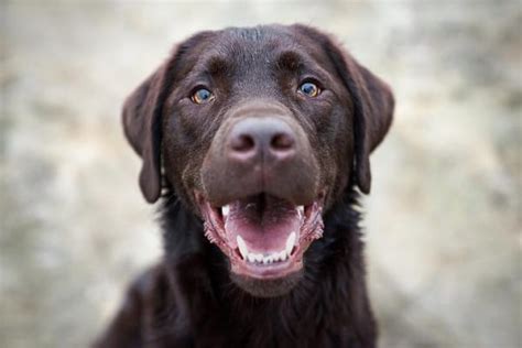 ¿Cómo Educar a un LABRADOR? - Guía para Cachorros y Adultos