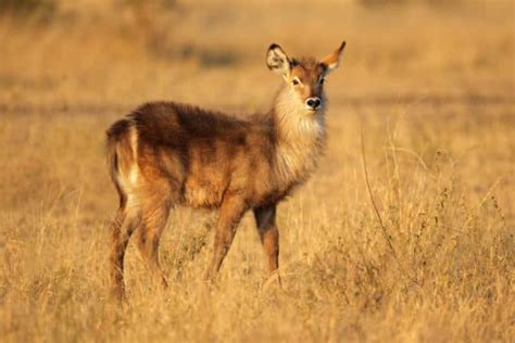 African Waterbuck - Fun and Interesting Antelope Facts