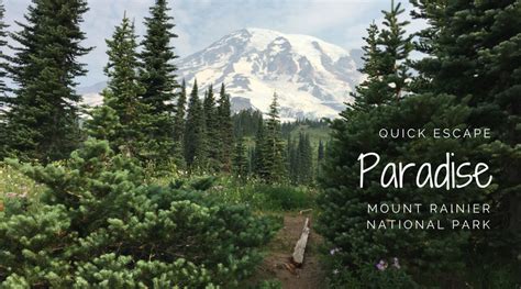 DAY TRIP: Hiking in Paradise at Mount Rainier | Northwest TripFinder