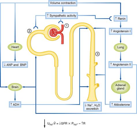 Control of Body Fluid Osmolality and Volume | Basicmedical Key