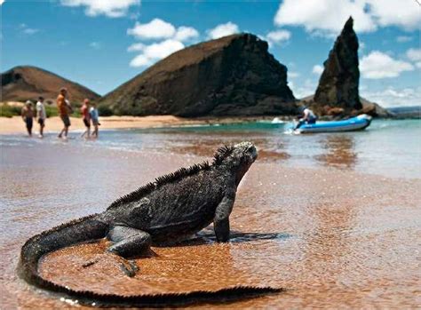 Galapagos Islands Tours, Cruises, Land tours - Galapagos Live