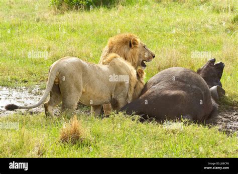 Tow male lions hunting down an old buffalo male in Masai Mara national park in Kenya Stock Photo ...