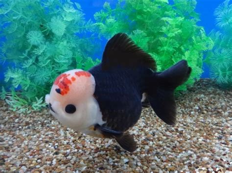 Lot# 10306 Triple "A" Tri-color Ingot Oranda | Goldfish, Oranda goldfish, Cute little animals