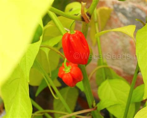 Capsicum chinense Habanero red | Capsicum chinense, Medicinal plants, Capsicum