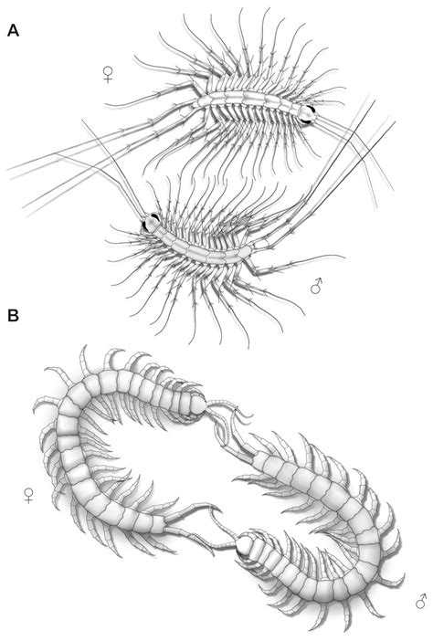 Chilopoda Anatomy