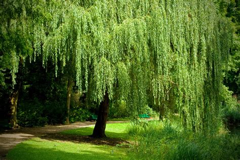 Growing a Weeping Willow Tree (Salix babylonica)