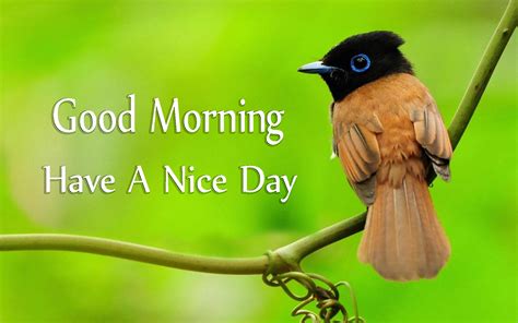 Good Morning Have A Nice Day With Cute Birds Images - Good Morning ...