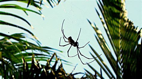 What Is Spider Rain? What Makes Spiders 'Rain' From Sky? Know ...