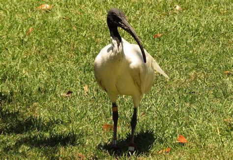 Australian White Ibis | The Animal Facts | Appearance, Diet, Habitat