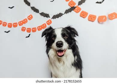 Trick Treat Concept Funny Puppy Dog Stock Photo 2178152655 | Shutterstock