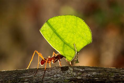 Leafcutter Ant - A-Z Animals