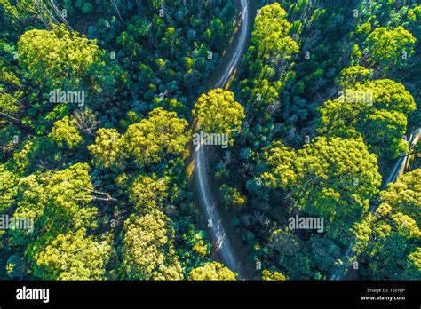 Eucalyptus forest aerial hi-res stock photography and images - Alamy