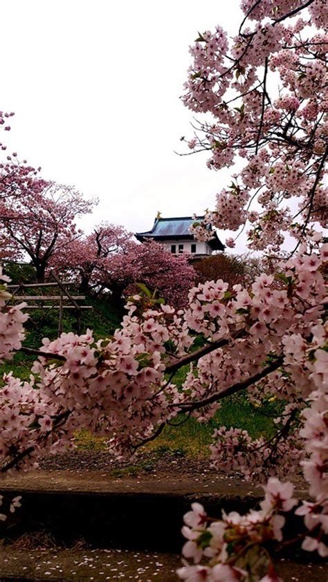 Hokkaido's Cherry Blossoms|Top 8 Cherry Blossom Spots Chosen by ...