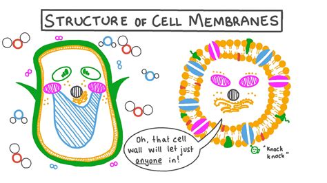 Lesson Video: Structure of Cell Membranes | Nagwa