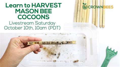 How to Harvest Mason Bee Cocoons from Natural Reeds with Dave Hunter ...