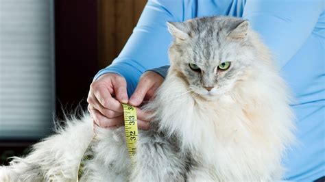 Is my cat overweight? | PetsRadar