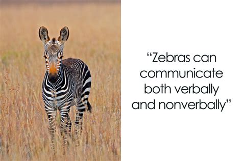 108 Amazing And Somewhat Trivial Facts About Zebras | Bored Panda