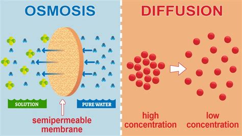 Osmosis and Diffusion: Differences and Factors Affecting Them