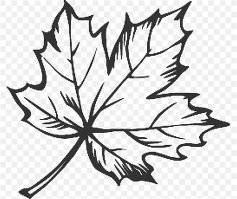 Maple Leaf Tattoo Sugar Maple Drawing, PNG, 776x689px, Maple Leaf, Acer Nigrum, Artwork, Black ...