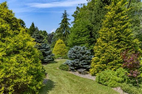 Uncommon Conifers | Evergreen garden, Conifers, Evergreen