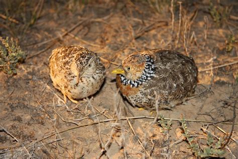 2700ha of habitat for threatened species legally protected by Victorians