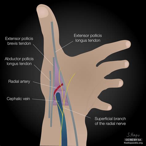 Anatomical Snuff Box Tendons, The Anatomical Snuffbox Borders Contents Teachmeanatomy, Maybe you ...