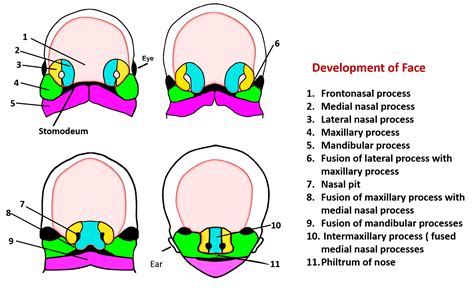 Development of Face – Anatomy QA