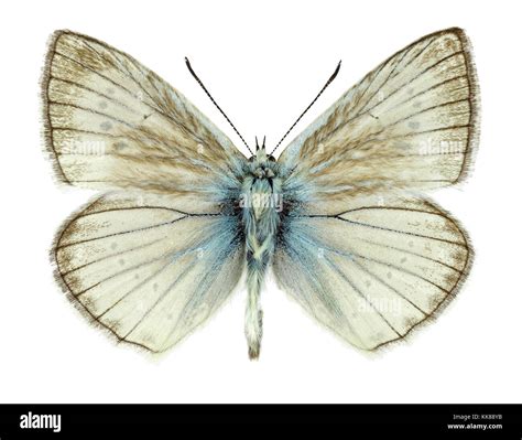 Butterfly species hi-res stock photography and images - Alamy