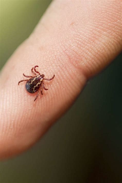 Tick bite: Diseases, symptoms, and risk factors