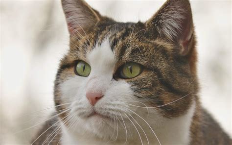 What is Feline Infectious Peritonitis? - Island Pet Veterinary Hospital