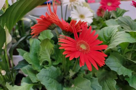 Gerbera Daisy Care | How To Grow Gerbera Daisies | Perennial Masters