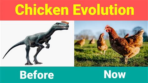 Chicken Evolution - YouTube