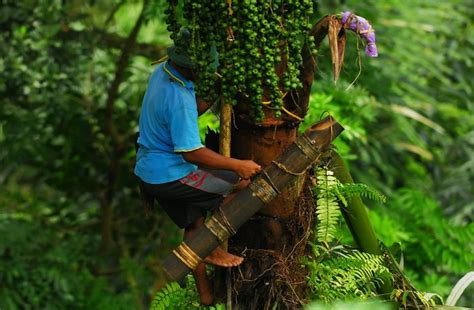 Perajin Gula Merah Kesulitan Pohon Enau - Kabupaten Sumedang