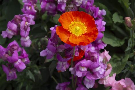 Orange And Purple Flowers Free Stock Photo - Public Domain Pictures