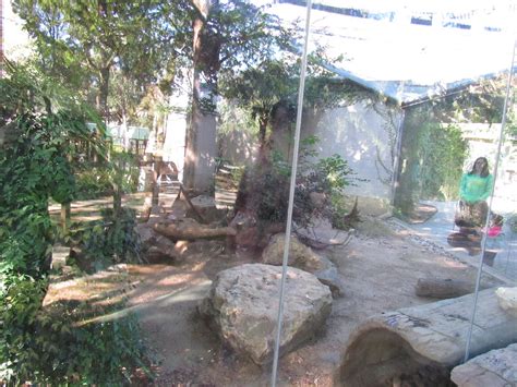 Tayra Habitat in Tiny Tot Nature Spot - ZooChat