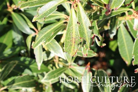 Pieris Can Be Left Alone, But Follow These Steps If You Decide To Prune Yours | Horticulture ...