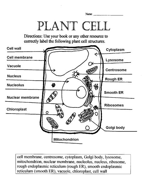 Plant Cell Diagram Unlabeled Printable Structure : Functions and Diagram