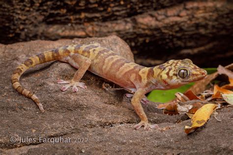 Western Giant Cave Gecko (Pseudothecadactylus cavaticus) | Flickr