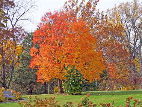 Autumn Trees In A Park Free Stock Photo - Public Domain Pictures