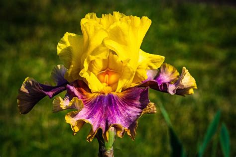 Gambar Bunga Iris Kuning - GAMBAR TERBARU HD