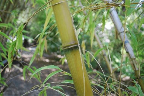 20+ Yellow Bamboo Species - What Bamboo Has Yellow Stems?