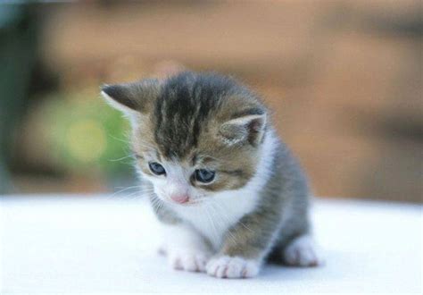 Cute Kitten With Blue Eyes Wallpapers HD / Desktop and Mobile Backgrounds