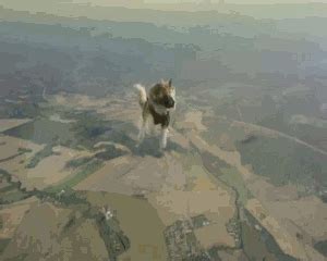 Skydiving GIFs - Find & Share on GIPHY