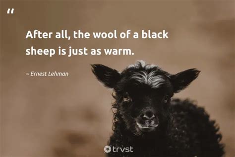 37 Sheep Quotes to Inspire Innocence, Individuality (2024)