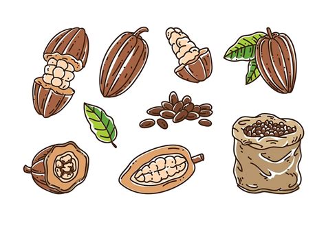 Vector de los granos de cacao | Granos de cacao, Grano de cafe dibujo ...