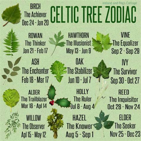 Celtic Tree Zodiac | Wiki | The Magick Circle Amino