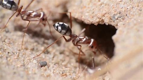 Cataglyphis bombycina (saharan silver ant) - YouTube