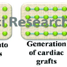 Cardiac tissue regeneration mechanism | Download Scientific Diagram