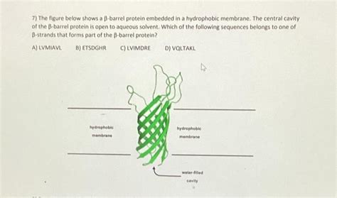 Solved 7) The figure below shows a β-barrel protein embedded | Chegg.com