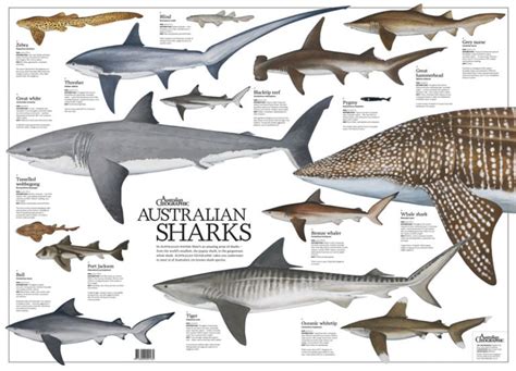 Australian Sharks Poster (folded) - Australian Geographic